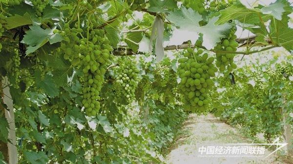 沙地葡萄.jpg?v=1703077938