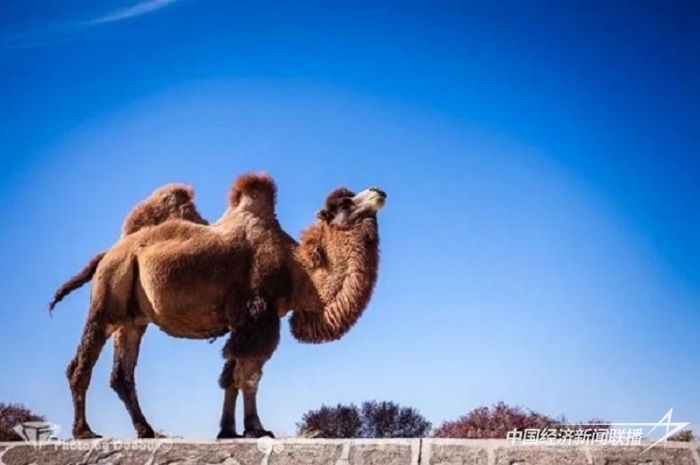 003.jpg?v=1703857116