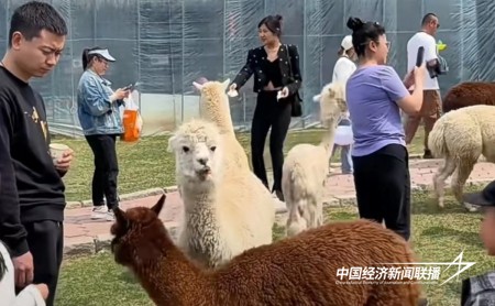 老院长梨花3).jpg?x-oss-process=style/water