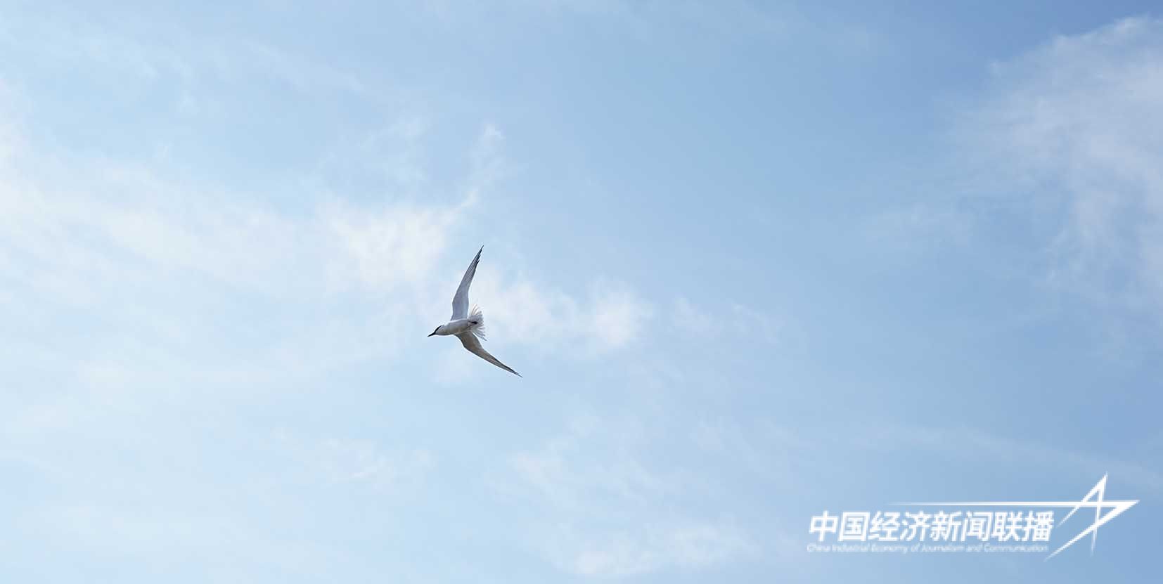 飞翔的遗鸥 拍摄：霍刚.JPG