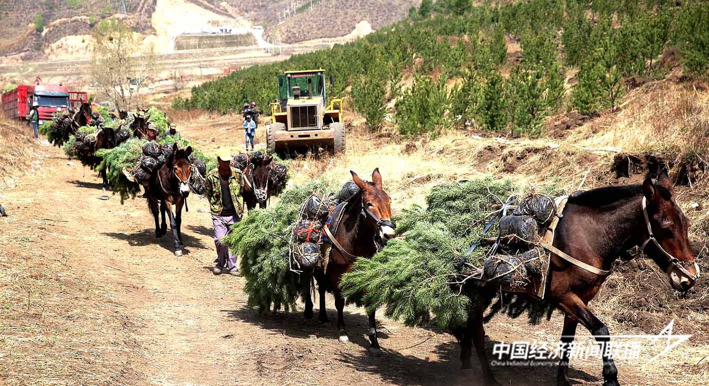 张家口市加强三北工程建设大力营造沿坝防护林.jpg?x-oss-process=style/water