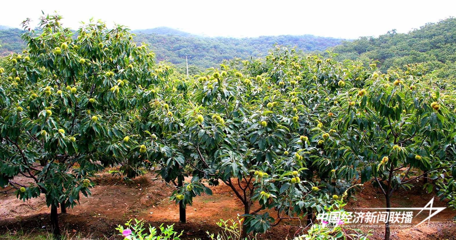 唐山市迁西县大力发展经济林促进林农增收.jpg?x-oss-process=style/water