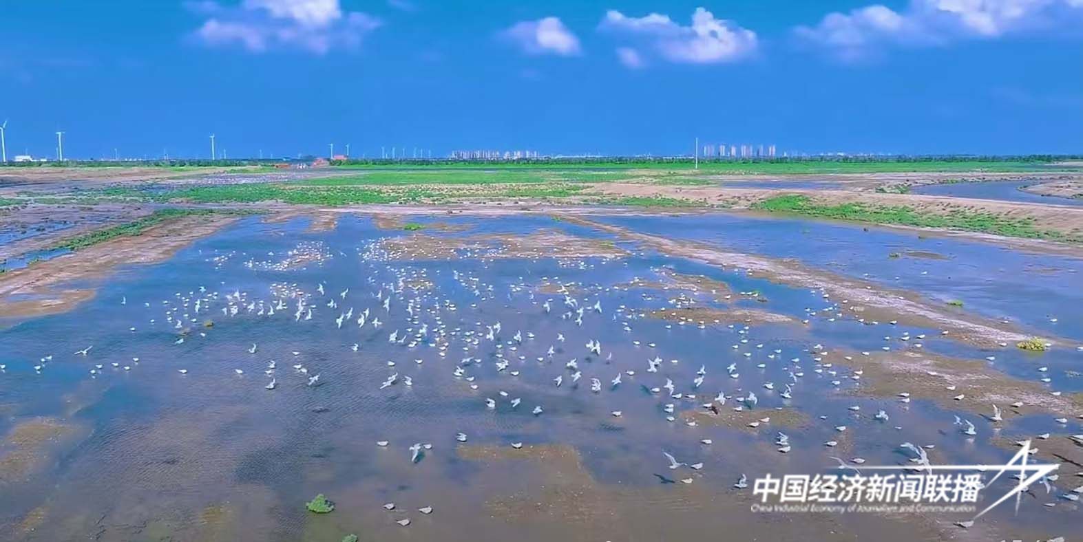 南大港湿地坚持生态保护修复取得良好成效.jpg?x-oss-process=style/water