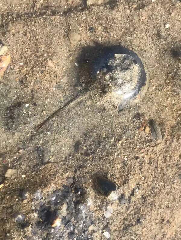 20240925  保护活化石 我们同守“鲎”3.jpg