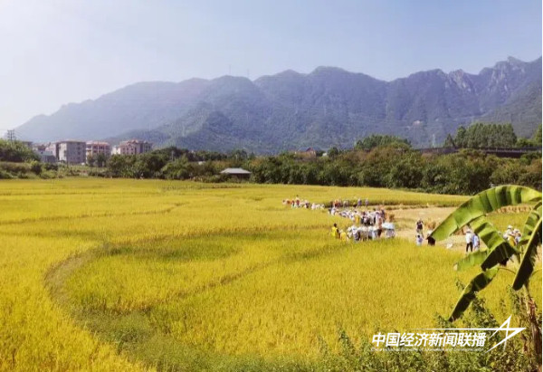 20241010 乡村产业与人才“1+N”共享、共创、共赢的耦合模式5.jpg?x-oss-process=style/water