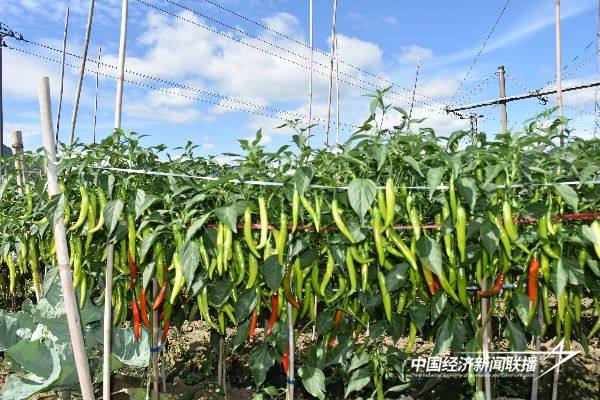 20241031华安4 (1).jpg?x-oss-process=style/water