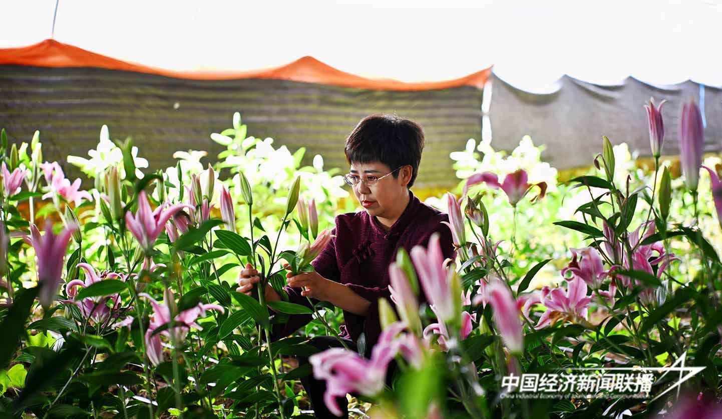 第十四届全国人大代表、大石砬村党支部书记兼村委会主任村孙喜玲细心在暖棚查看百合花长势 陈玉新 摄.jpg?x-oss-process=style/water 第十四届全国人大代表、大石砬村党支部书记兼村委会主任村孙喜玲细心在暖棚查看百合花长势 陈玉新 摄.jpg?x-oss-process=style/water