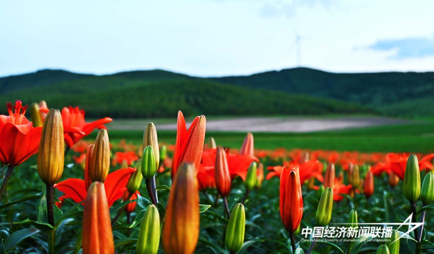 娇艳的百合花正值花期 陈玉新 摄.jpg?x-oss-process=style/water 娇艳的百合花正值花期 陈玉新 摄.jpg?x-oss-process=style/water