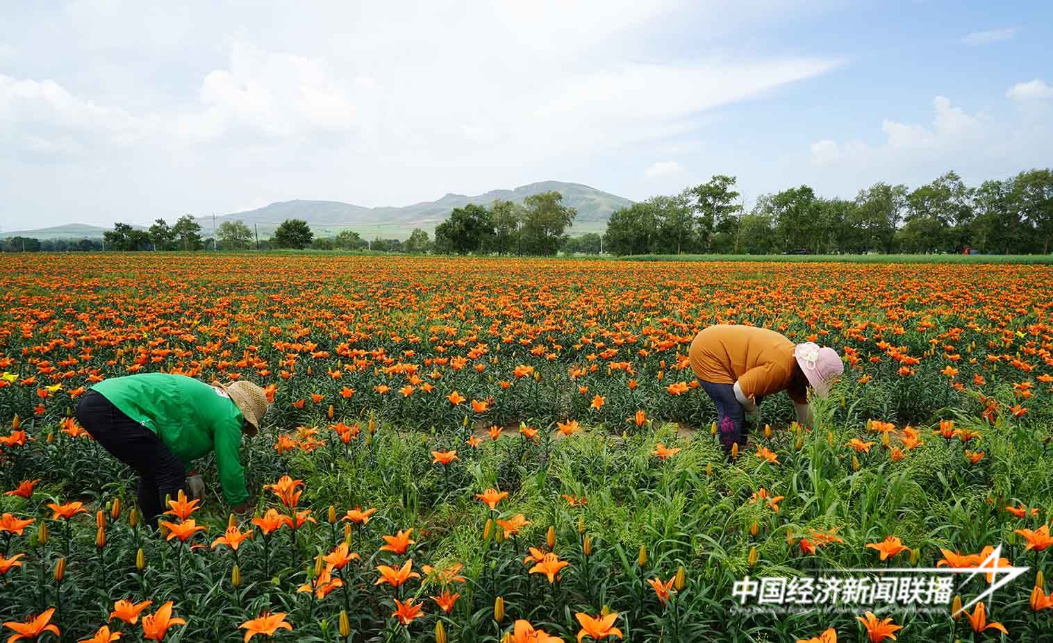 大石砬村的村民正在打理百合花 姚伟强 摄.jpg?x-oss-process=style/water 大石砬村的村民正在打理百合花 姚伟强 摄.jpg?x-oss-process=style/water