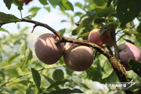 20241101永泰4 (1).jpg?x-oss-process=style/water