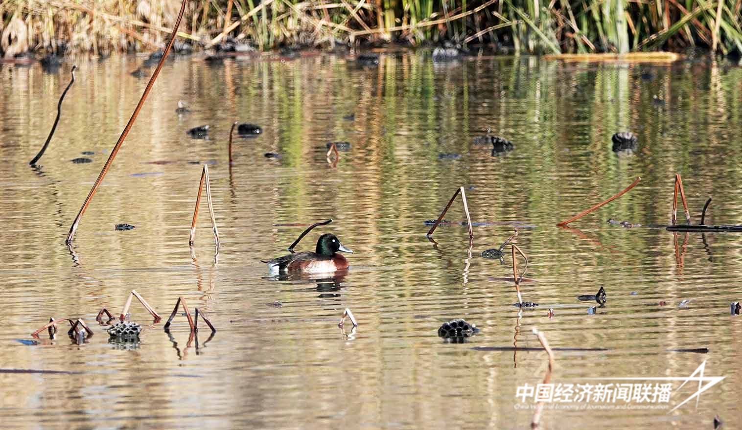 河北永年洼湿地又现世界极危物种青头潜鸭 摄影 董民5.JPG