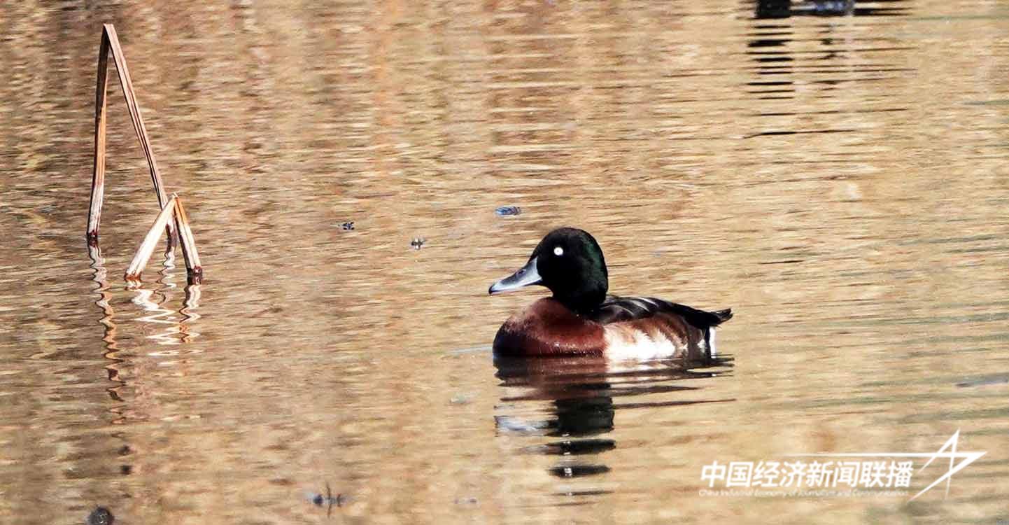 河北永年洼湿地又现世界极危物种青头潜鸭 摄影 董民3 (2).jpg?x-oss-process=style/water